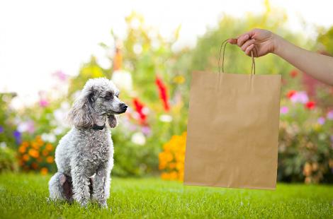As melhores lojas dos EUA para fazer compras para seu animal de estimação| PuntoMio Shopping Deals